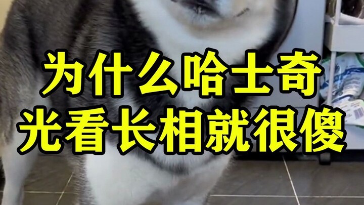 Why Do Huskies Look So Silly?