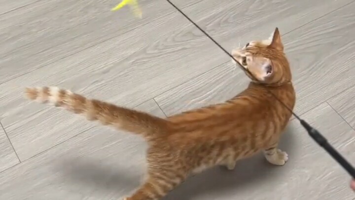 Kucing: Berani-beraninya kamu menakut-nakutiku, huh!