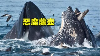 How terrifying are these ocean-dwelling barnacles? Just look at what happened to whales.