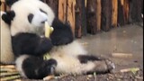 Video panda sedang makan