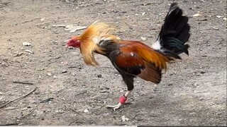 2xwinner pumpkinsweater vs gold (dayo nila sir ang kalaban 33k)