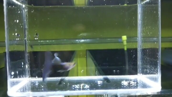 halfblack blue guppy
