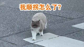 当初养猫就是听说猫不需要遛，结果呢？
