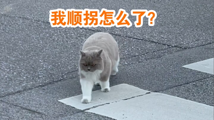 当初养猫就是听说猫不需要遛，结果呢？