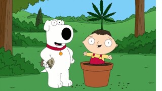Brian Teaches You How to Legalize *