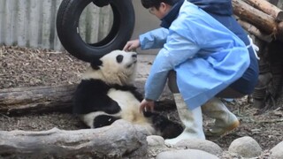Gấu trúc khổng lồ Hoà Hoa - Sao nữ cũng có ngày bị chỉ trích