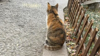 Kucing di kuil itu sangat spiritual