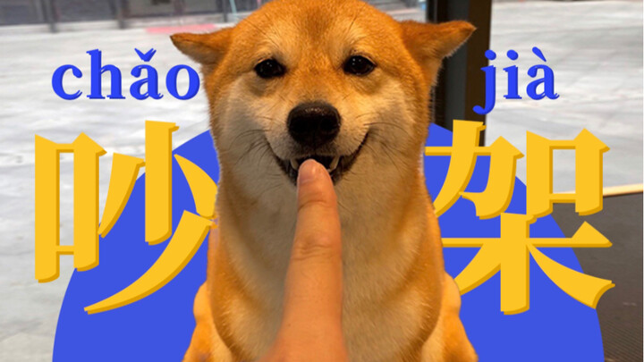 What’s it like to argue with a Shiba Inu!