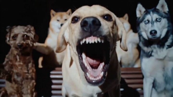 “A~ Có phải vua sủa đã tới rồi không?!”