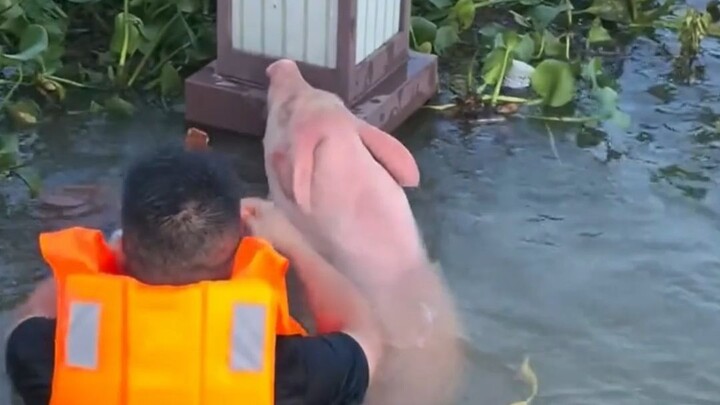 Khoảnh khắc này, lợn và người đều nhận được đãi ngộ như nhau