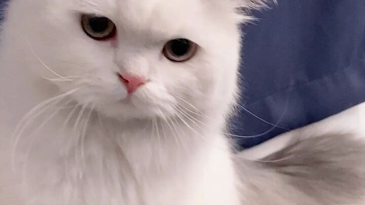 ฉันเลี้ยงแมวน้อยโง่แบบนี้ได้ยังไง?