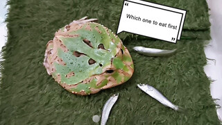 【Animal Circle】Feeding my 7-year-old toad