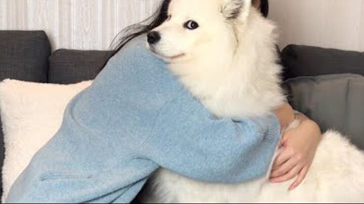 【MAYA】Hilarious reaction after hugging for too long (dog head) || Mayapolarbear【Pinto Bean Transport