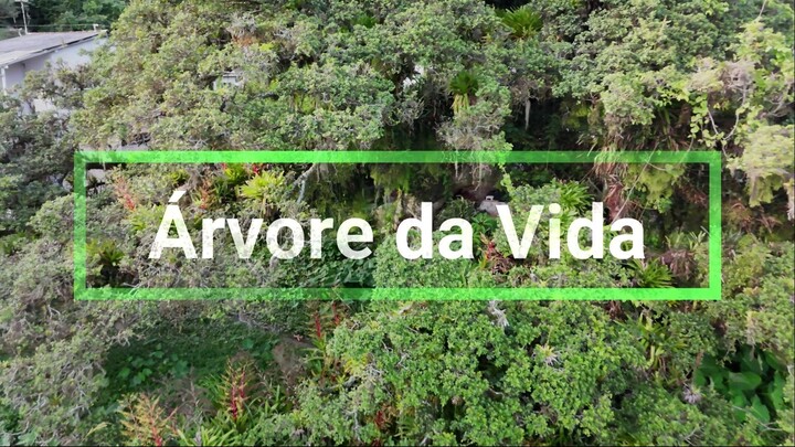 Árvore da Vida ZiCoAdventure