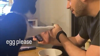 A cow cat begging in a tuxedo