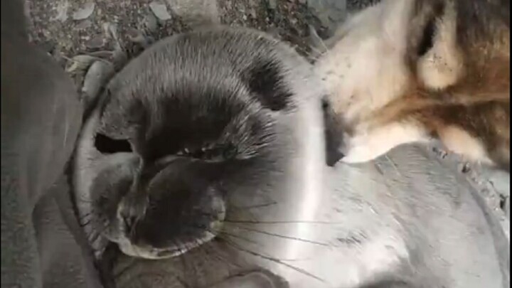Russian scientists found a baby seal near Lake Baikal and are caring for it along with their dog. (P