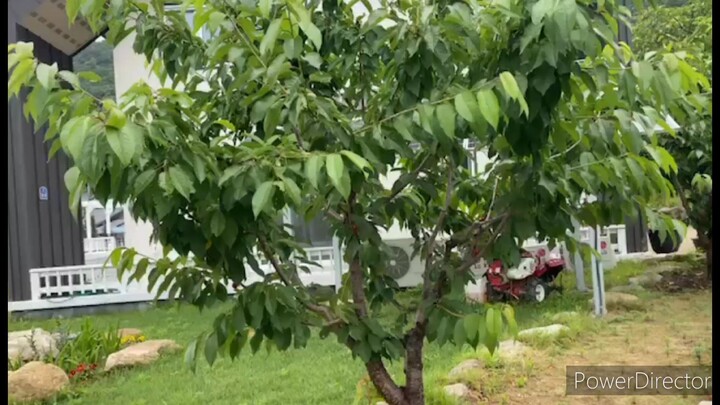 berry tress.i love it♥️♥️