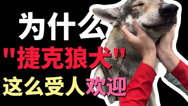 Why are Czech Wolfdogs so popular?