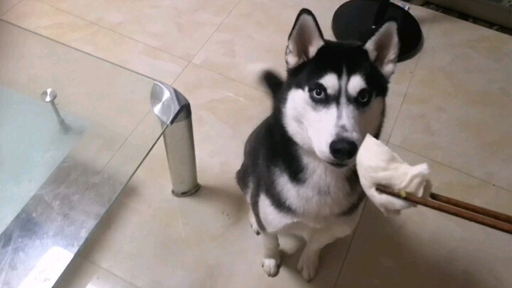 Cho Husky ăn thịt bọc mù tạt và cái kết