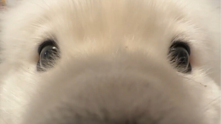 ทำไมฉันถึงไม่มีหมวกแมคโดนัลด์ล่ะ?