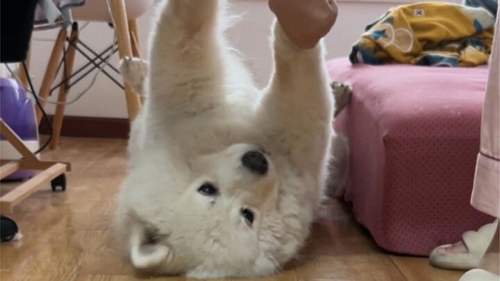 Please spare the dog, I beg you.