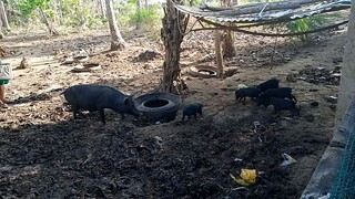 my brother's farm in batangas