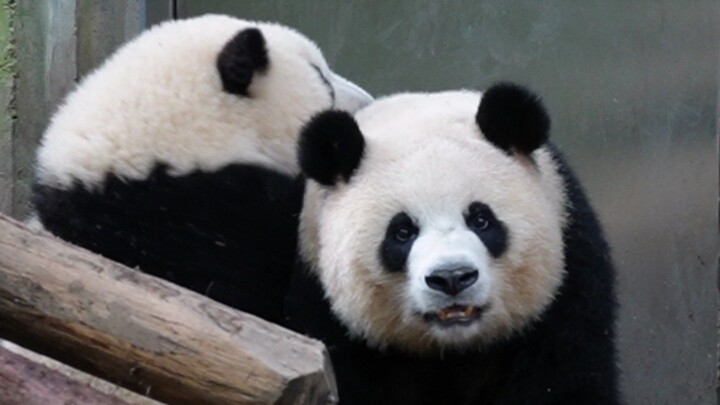 [Pandas] Panda He Hua And Yuan Run Playing Together