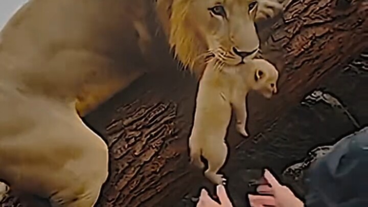 “This time, the animals chose to trust humans.”
