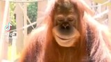 creepy af orangutan 🦧