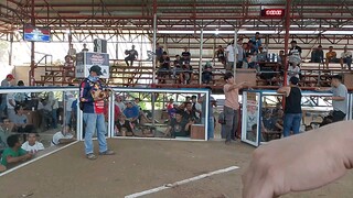 2nd fight pachampion, golden talisay