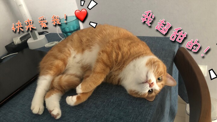 When I got home really late, my cat…