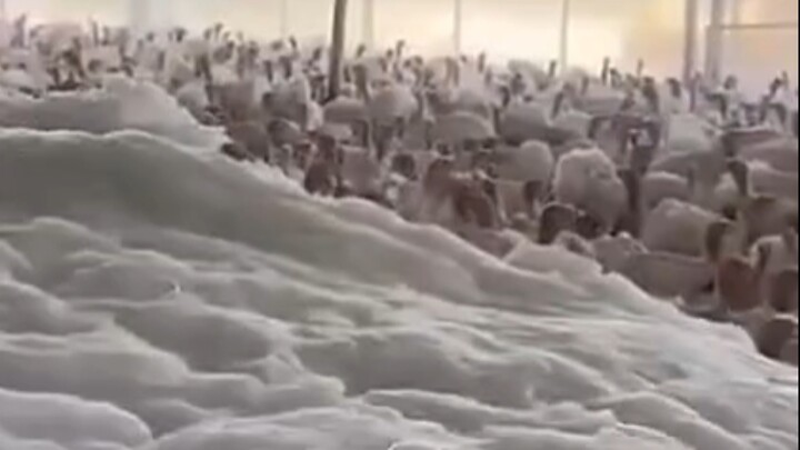 ถ้าคนที่ถูกฝังทั้งเป็นคือคุณล่ะ?