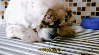 [Old Crazy Yang] Follow-up on Zhouzhou and Xifang.