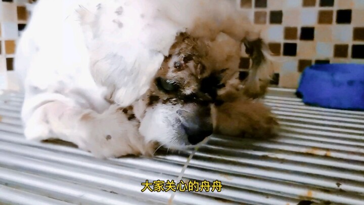 [Old Crazy Yang] Follow-up on Zhouzhou and Xifang.