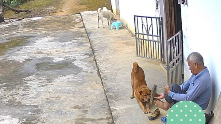 ต้าหวง: ในที่สุดก็ได้ขึ้นเขาแล้ว อยู่แต่ในบ้านมาเป็นเวลากว่าหนึ่งสัปดาห์เลย!