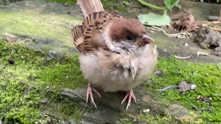 I meant to be mad at it, but it’s just a bird after all.