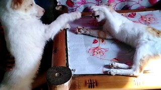 Kulitan ng aking doggiecat