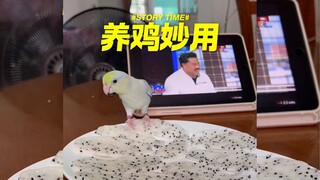 多功能鸡