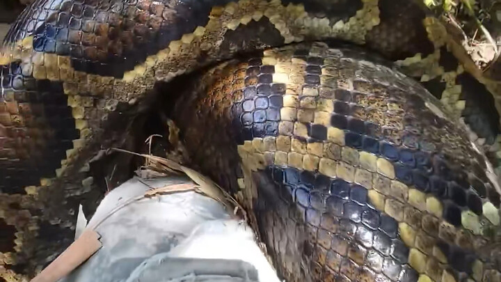 ถ้าอยู่คนเดียวแล้วถูกงูเหลือมตัวใหญ่รัดขาไว้ ก็หนีไม่รอด แต่ก็ยังไม่ตายในเวลาอันสั้นหรอก