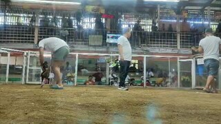 pula win po tayo