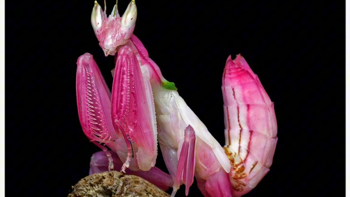 fakta unik mantis orchid