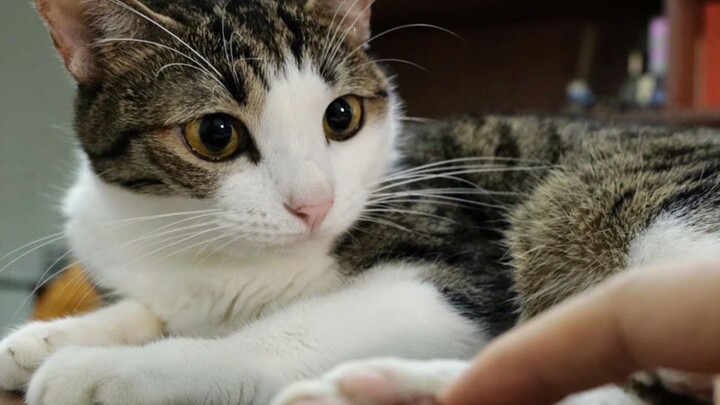 Got scolded for secretly pinching the cat’s paws with a clip!