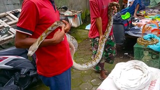 Ular Sanca Besar Banget Dijual Cuman 500 Ribu, Pasar Extream Indonesia