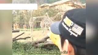 Cuộc tình của Hươu Cao Cổ vs Lee Kwang Soo