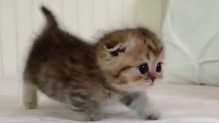 "Cute Tiger Strikes"