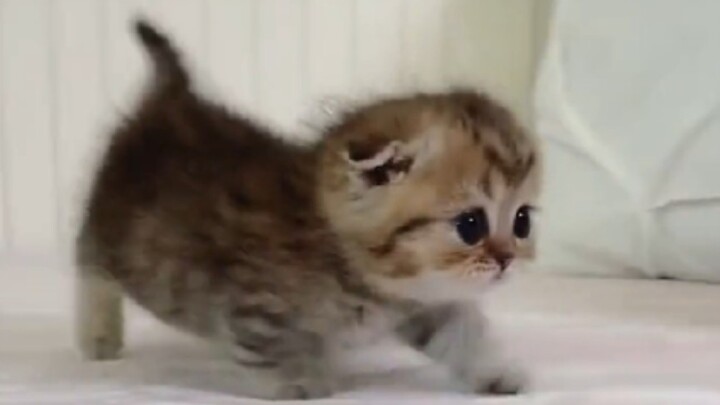 “萌 虎 出 击”