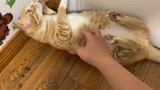 [Hewan]Kucing yang Menjual Dirinya Demi Pendingin Ruangan