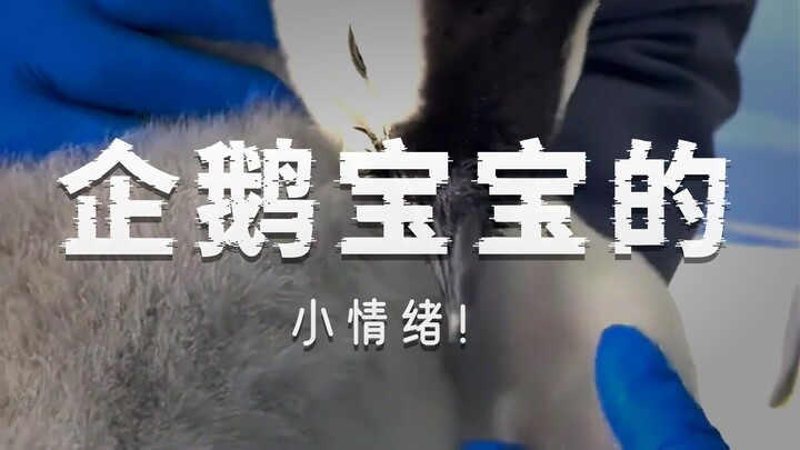 01:01 When you reach out to touch a penguin chick’s wing, it’ll open its beak and bite you in annoya