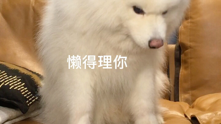 Ngay cả những chú Samoyed hiền lành nhất đôi khi cũng có lúc nổi nóng.