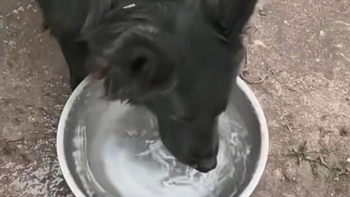 เจ้าของหมา: ขอฟ้าดินช่วยพิสูจน์ความซื่อสัตย์และความชั่วร้าย